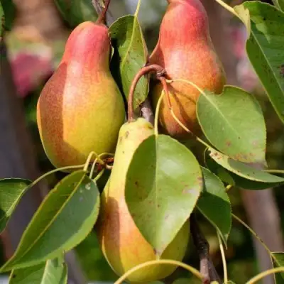 Груша РУССКАЯ КРАСАВИЦА (КРАСАВИЦА ЧЕРНЕНКО) в Волковыске