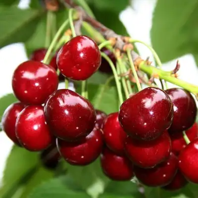 саженцы черешни Минчанка