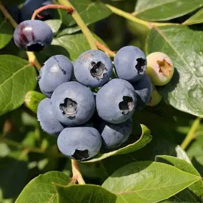 Голубика ШАНТЕКЛЕР в Волковыске