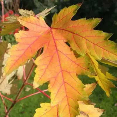 Клен серебристый в Волковыске