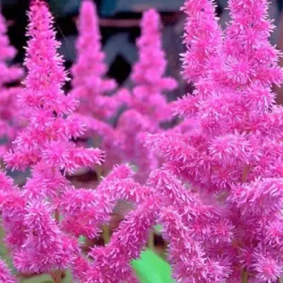 Астильба АМЕТИСТ Арендса в Волковыске