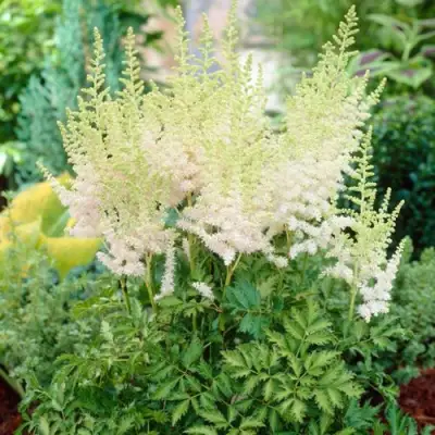 Астильба МИЛК ЭНД ХАНИ китайская в Волковыске