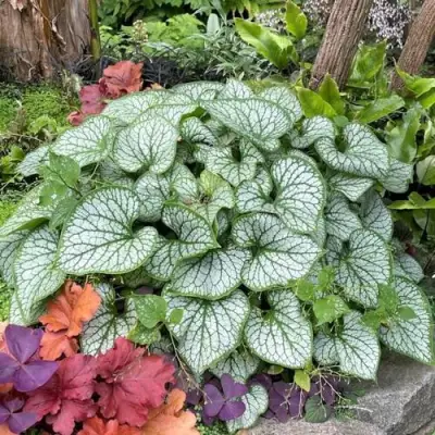 Бруннера ДЖЭК ФРОСТ в Волковыске