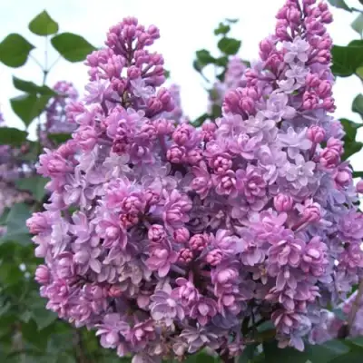 Сирень КОЛХОЗНИЦА в Волковыске