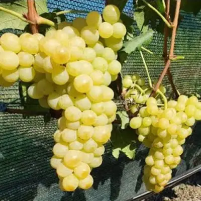 Виноград КИШМИШ ЗОЛОТЦЕ в Волковыске