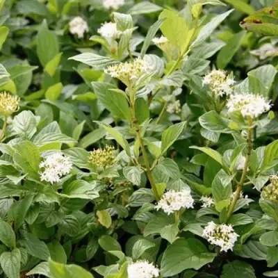 Дерен ФЛАВИРАМЕА отпрысковый в Волковыске