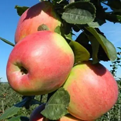 Яблоня БРЯНСКОЕ РОЗОВОЕ в Волковыске