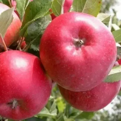 Яблоня ПОСПЕХ в Волковыске