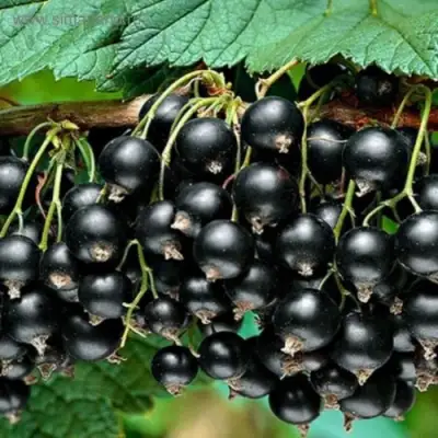 Смородина черная БЕН КОНАН в Волковыске