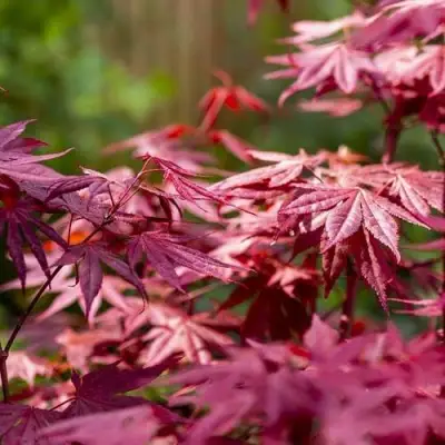 Клен дланевидный АТРОПУРПУРЕУМ в Волковыске