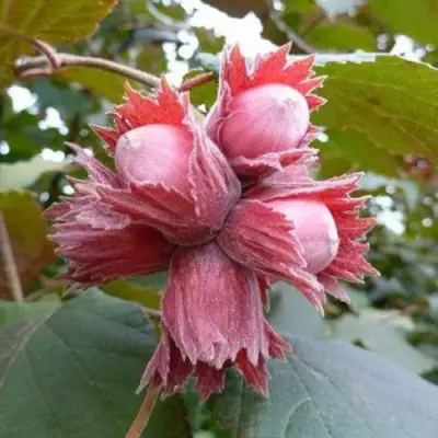 Фундук СКАРЛЕТТ в Волковыске