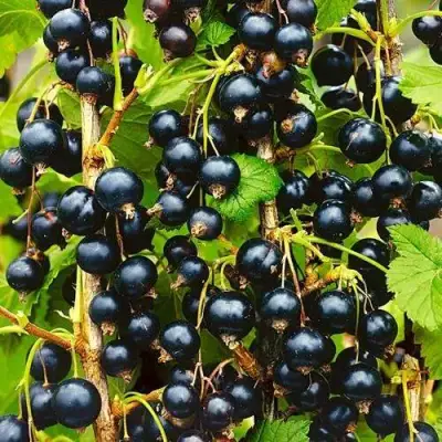 Смородина чёрная ИЗЮМНАЯ в Волковыске