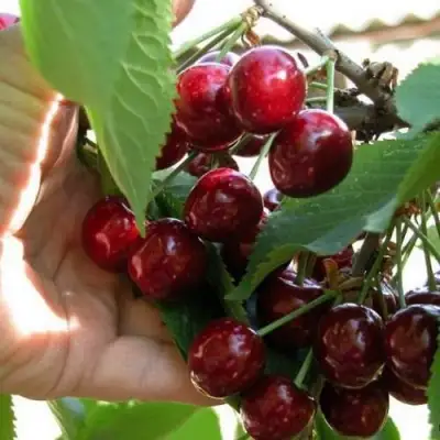 Черешня СЮБАРОВСКАЯ в Волковыске