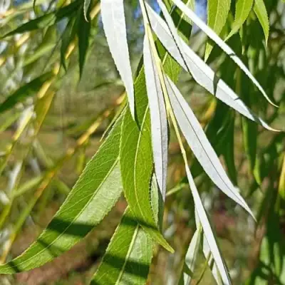 Ива ВИТЕЛЛИНА белая  в Волковыске