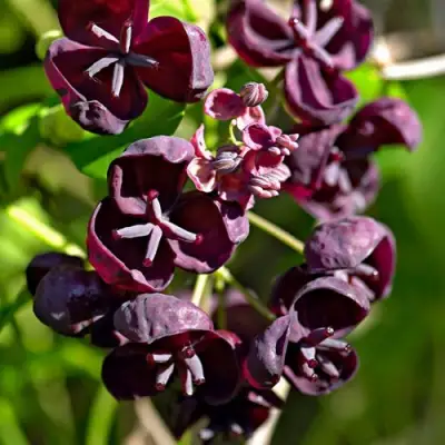 Акебия ПЯТЁРНАЯ  в Волковыске