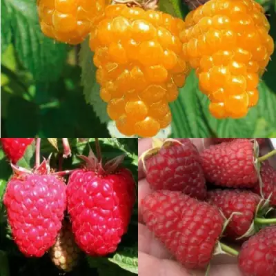 Комплект ЗОЛОТАЯ МАЛИНА в Волковыске