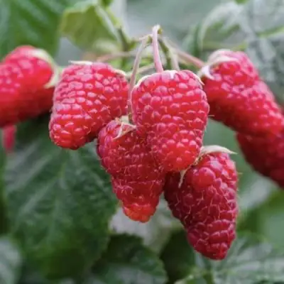 Малина МАРОСЕЙКА в Волковыске