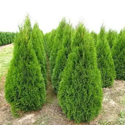 Туя СМАРАГД западная в Волковыске