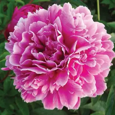 Пион ПУРПУРНАЯ ФЕЕРИЯ травянистый в Волковыске