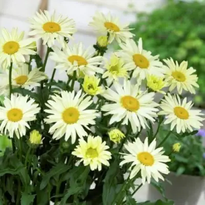 Нивяник БРОДВЕЙ ЛАЙТС великолепный в Волковыске