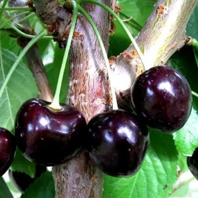 Вишня ШОКОЛАДНИЦА в Волковыске