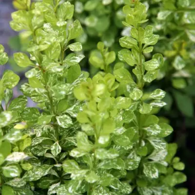 Барбарис ПАУ ВАУ тунберга в Волковыске