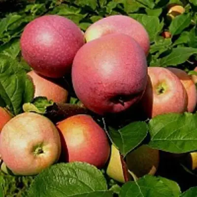 Яблоня СЛАВА ПОБЕДИТЕЛЯМ в Волковыске