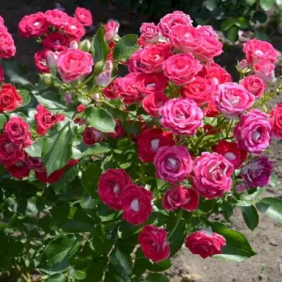 Роза ШОНЕ КОБЛЕНЦЕРИН флорибунда в Волковыске