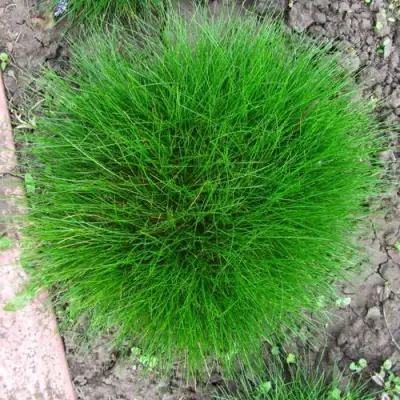 Овсяница ГОТЬЕ в Волковыске