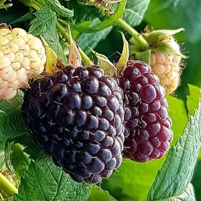 Малина БЛЭК ПОЛЬКА (ХЕБАН) в Волковыске