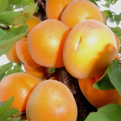 Абрикос ДЕСЕРТНЫЙ в Волковыске