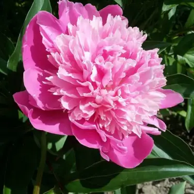 Пион ГОЛУБАЯ ХРИЗАНТЕМА травянистый в Волковыске