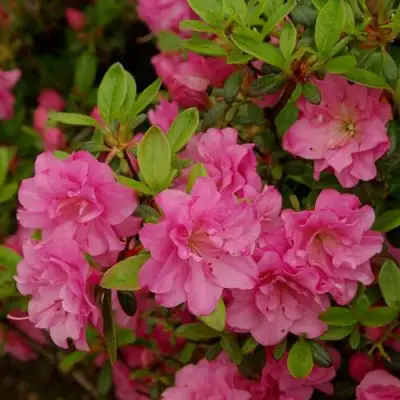 Азалия РОЗИНЕТТА японская в Волковыске