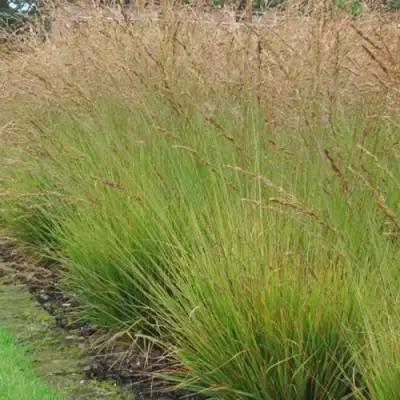Молиния ПОЛ ПЕТЕРСОН голубая в Волковыске