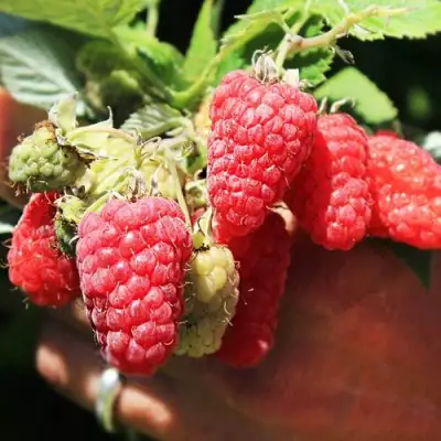 Малина ПАТРИЦИЯ в Волковыске