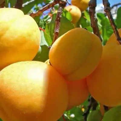 Абрикос ПАМЯТЬ ЛОЙКО в Волковыске