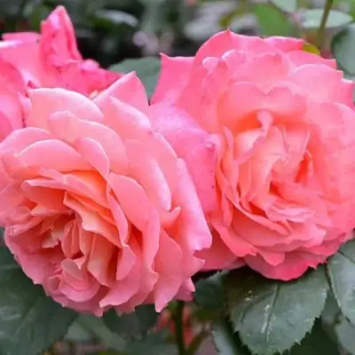 Роза ИНСТИТУТ ЛЮМЬЕР шраб в Волковыске