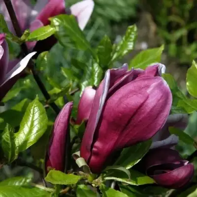 Магнолия НИГРА в Волковыске