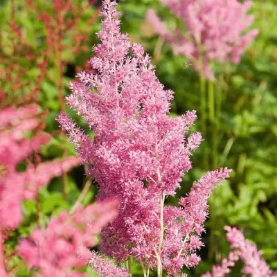 Астильба РЕЙНЛЕНД японская в Волковыске