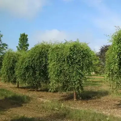 Береза САММЕР КАСКАД черная в Волковыске