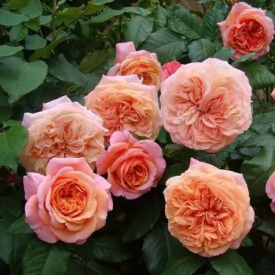 Роза ЧИППЕНДЕЙЛ чайно-гибридная в Волковыске