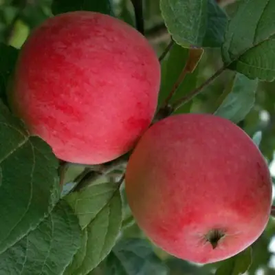 Яблоня СУЙСЛЕПСКОЕ (МАЛИНОВКА) в Волковыске