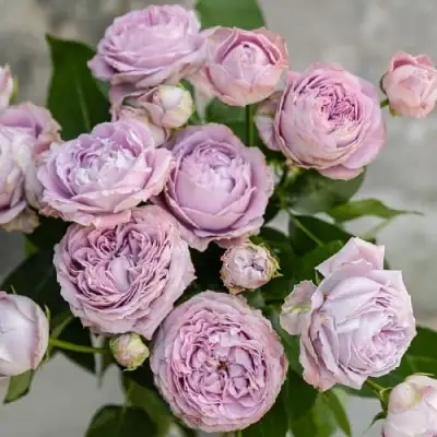 Роза ЛАВАНДЕР БАБЛС спрей в Волковыске