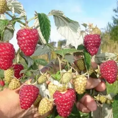 Малина ЖАР-ПТИЦА в Волковыске