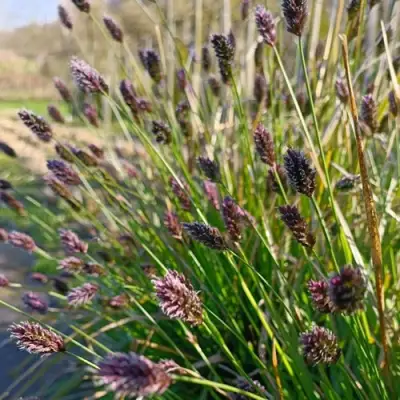 Сейслерия ХЕФЛЕРА в Волковыске