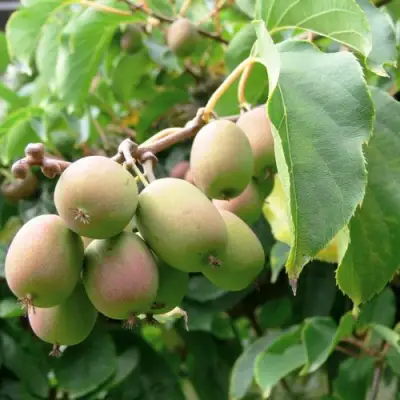 Актинидия ЛЮСИ аргута  в Волковыске