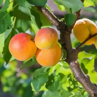 Абрикос РИТАУСМА в Волковыске