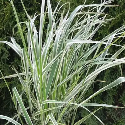 Вейник ОВЕРДАМ остроцветковый в Волковыске