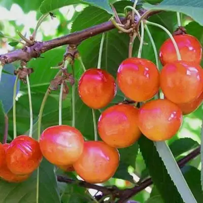 Черешня НАСЛАЖДЕНИЕ в Волковыске