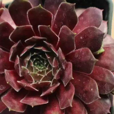 Молодило БЛЭК МОУНТЭЙН в Волковыске